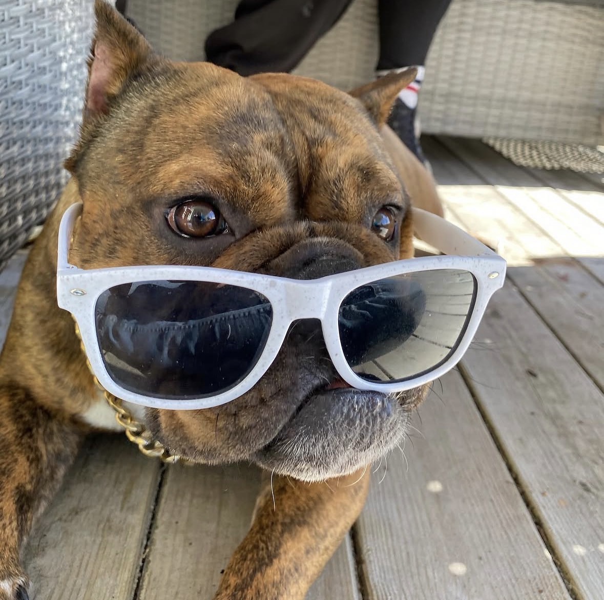 Molly — Hund — den karismatiske matriarken