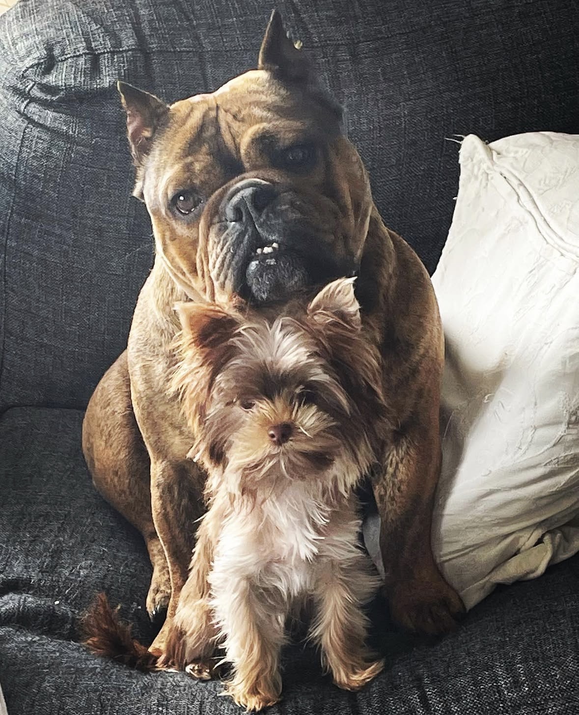 Wilma — Hund — den lille fotballfantasten
