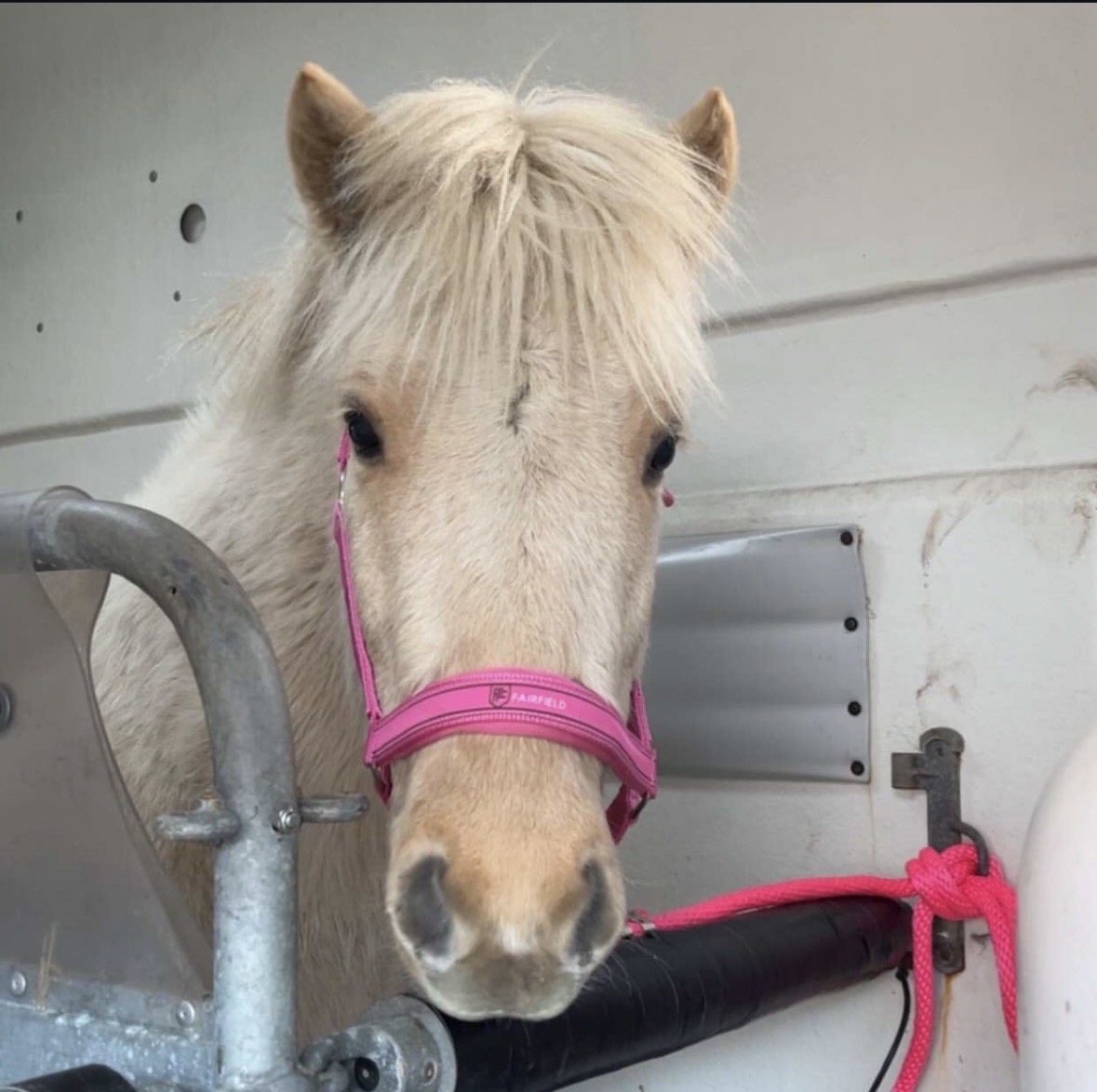 Tigull — Hest — det nyeste tilskuddet