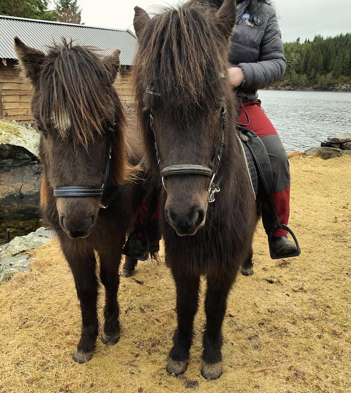 Valiant — Hest — gutten med stjerne i pannen