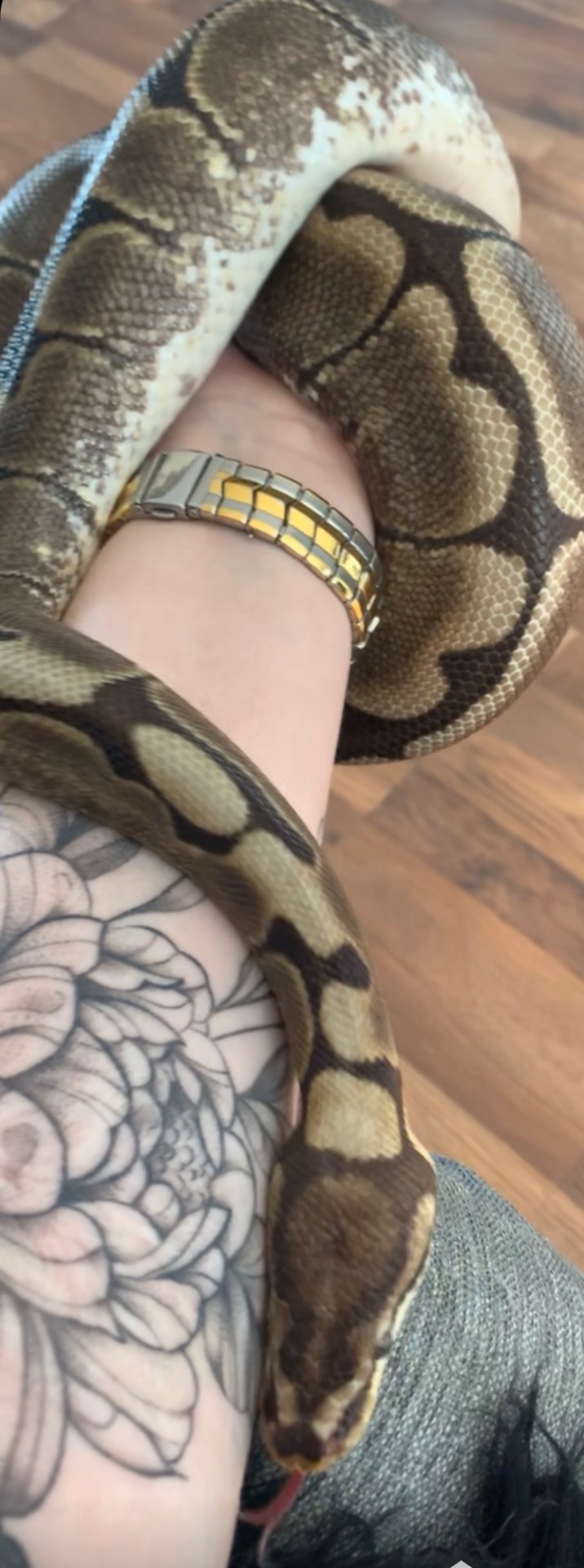 Sniper — Slange — vår snille python